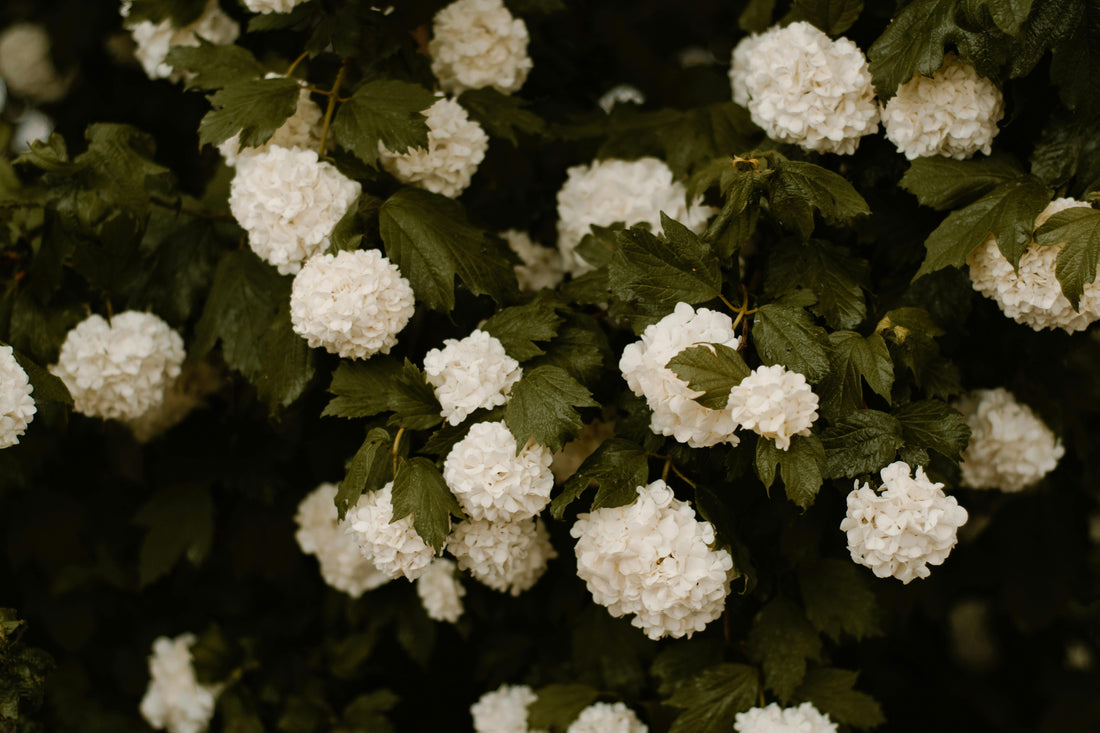 Finding the Right Words When You Send Sympathy Flowers