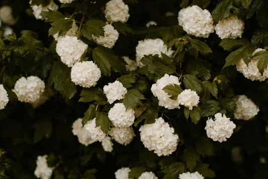 Finding the Right Words When You Send Sympathy Flowers