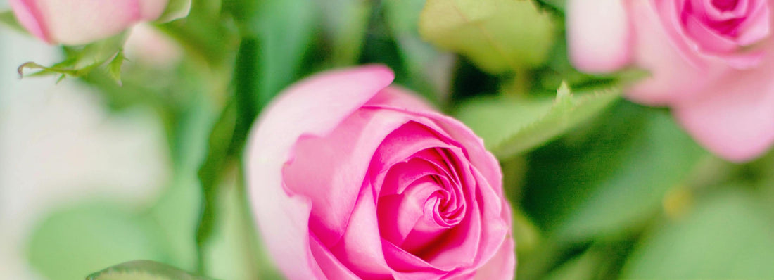 Choosing the Perfect Rose: A Guide to Rose Varieties for Every Occasion