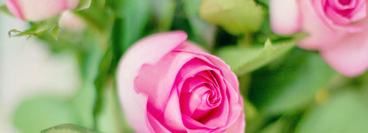 Choosing the Perfect Rose: A Guide to Rose Varieties for Every Occasion