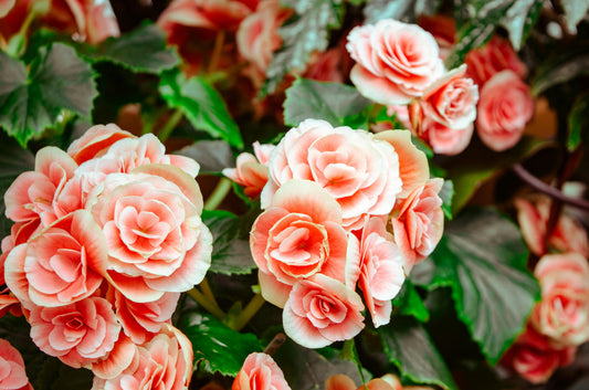 Everyday Cheer: Sending Flowers to Celebrate Small Wins