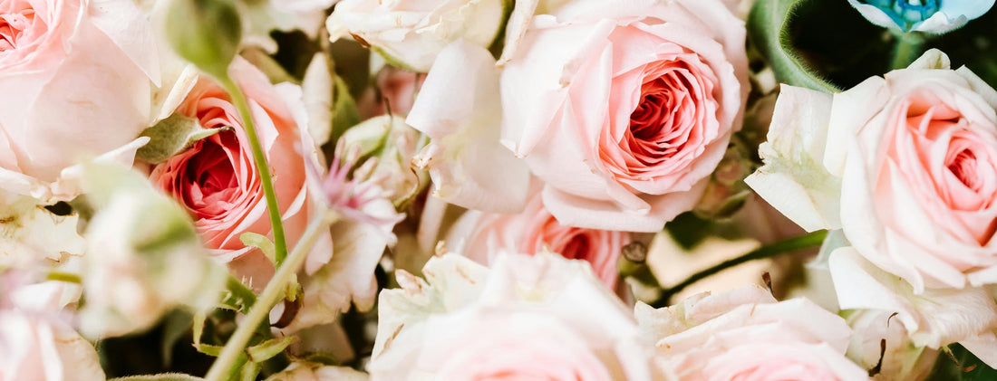 Which Rose Matches Your Zodiac Sign?