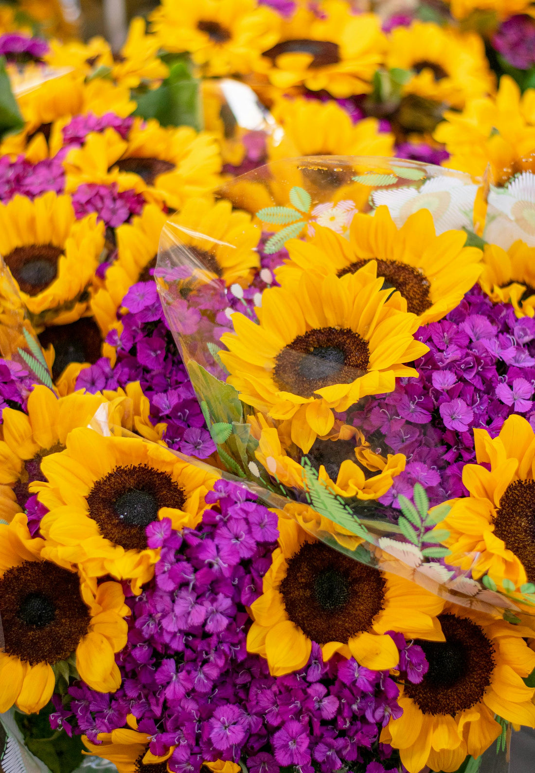 Why Sunflowers Are the Perfect Everyday Gift