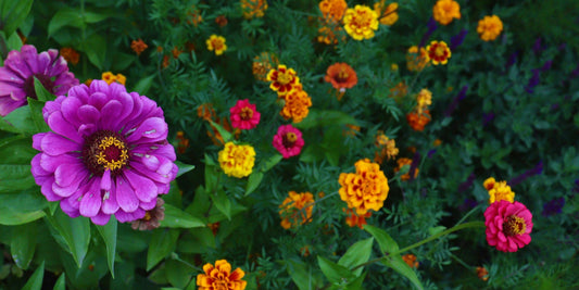 Sending Just Because Flowers in the Summer Time