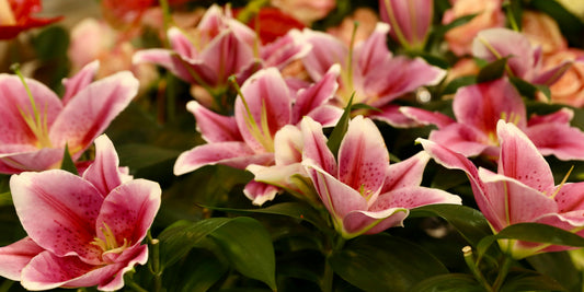 A Simple Way to Brighten an Administrative Professional’s Day