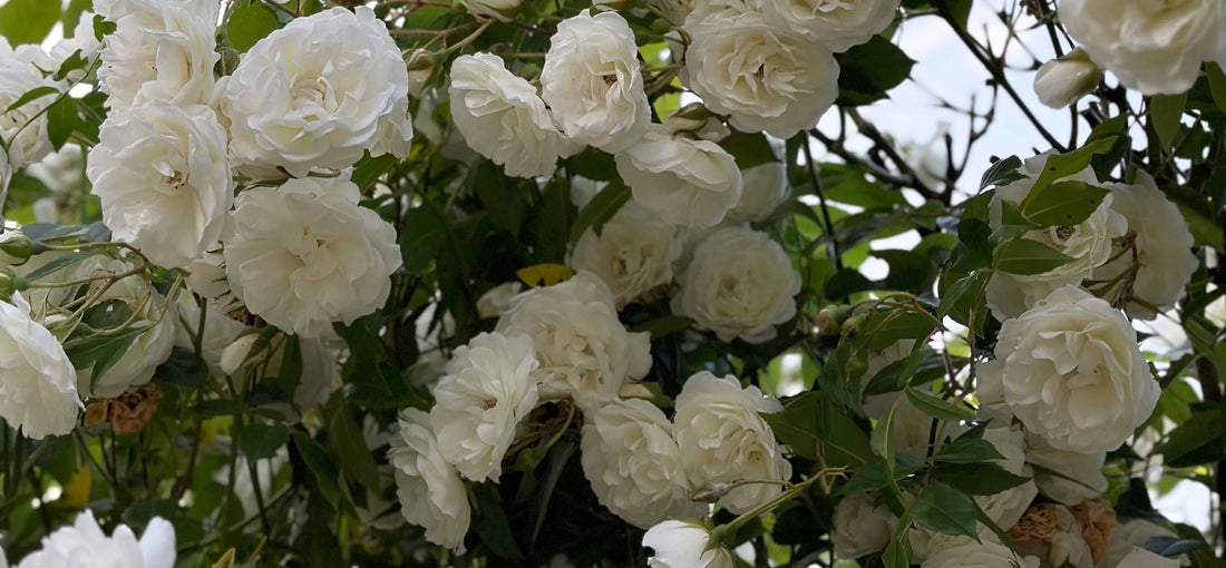 Thoughtful Sympathy Flowers for Pregnancy Loss (+ 10 Message Ideas)