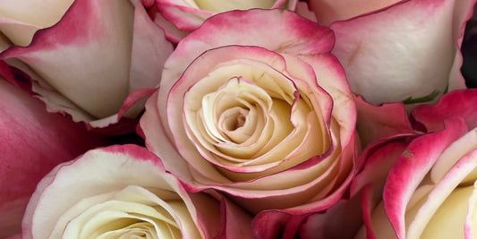 How Sending Get Well Soon Flowers Can Help Someone Feel Better Faster