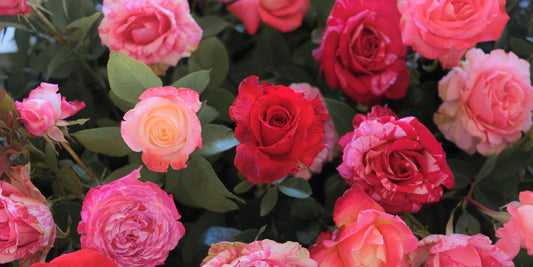 Why Sending Roses During Moving Season Means More Than You Think