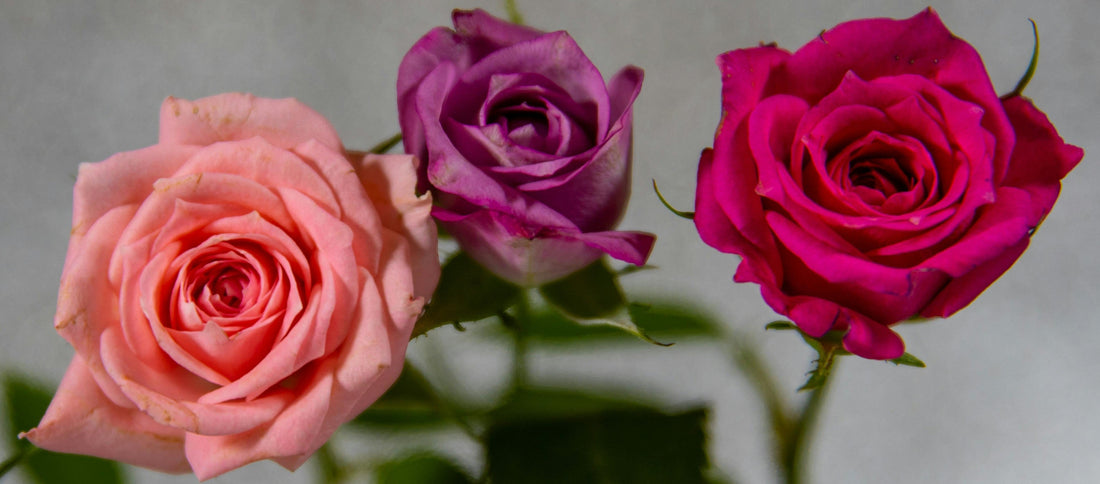 Why Sending Yourself Flowers in the Spring Just Feels Right