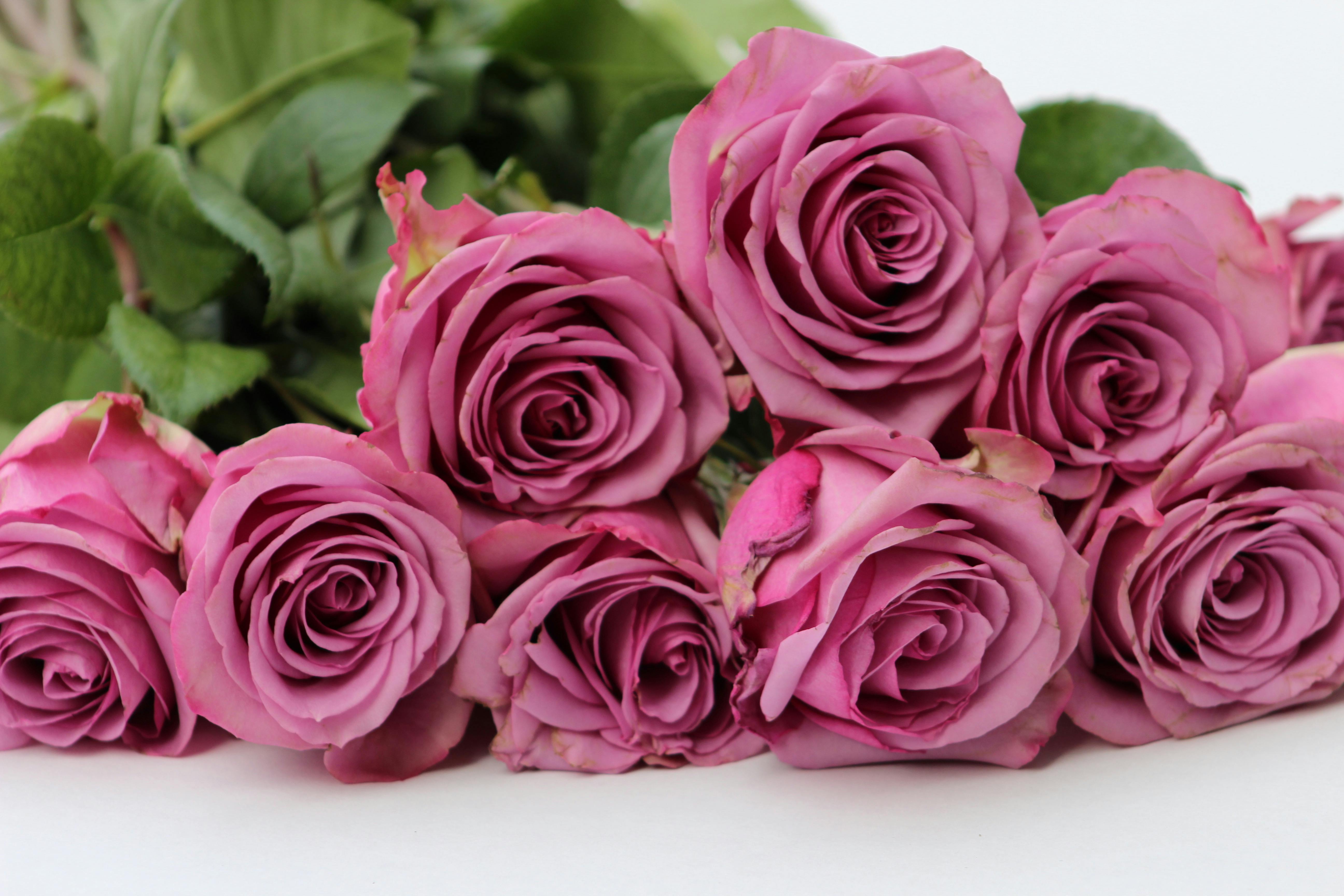 Lavender Rose Bouquet for Spring | Aquarossa Farms