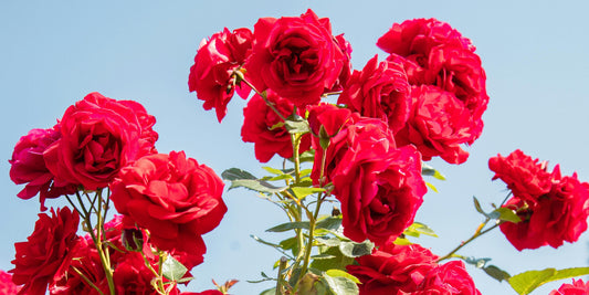 Why Sending Roses to Your Mom Always Feels Right