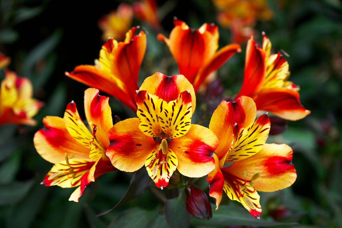 Alstroemeria Lilies Say “Just Thinking of You” Perfectly