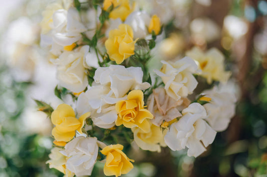 Send Flowers to a Friend — or to Yourself