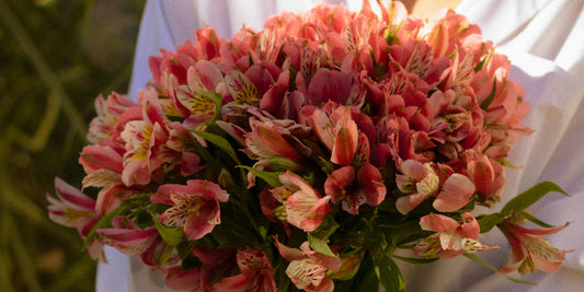 The Subtle Meaning of Affection Behind Alstroemeria Lilies