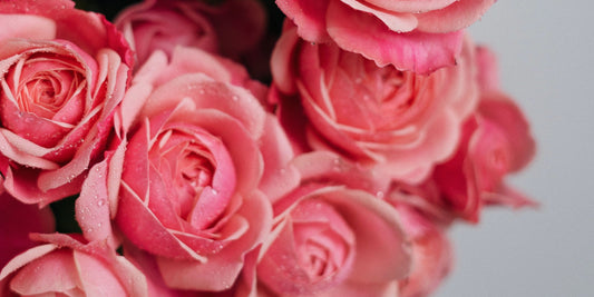 Why Roses Are the Perfect Flower for Summer