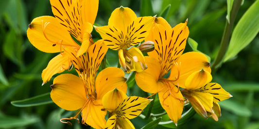 Why Alstroemeria Lilies Are a Meaningful Gift for Moms