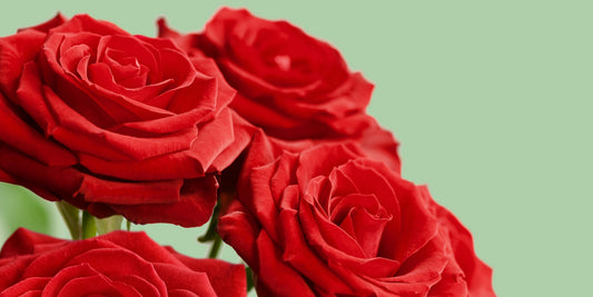 Congratulations Flowers for Your Newly Engaged Friend