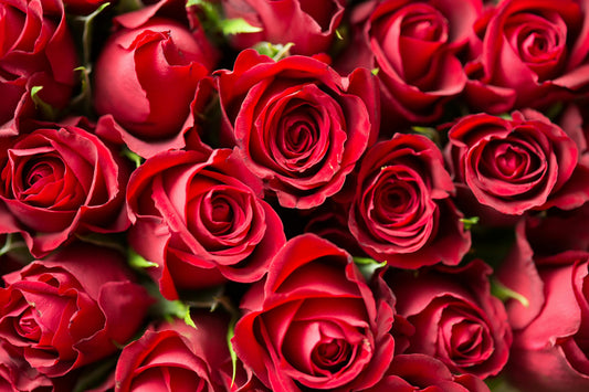 Order Fresh Red Roses from Aquarossa Farms