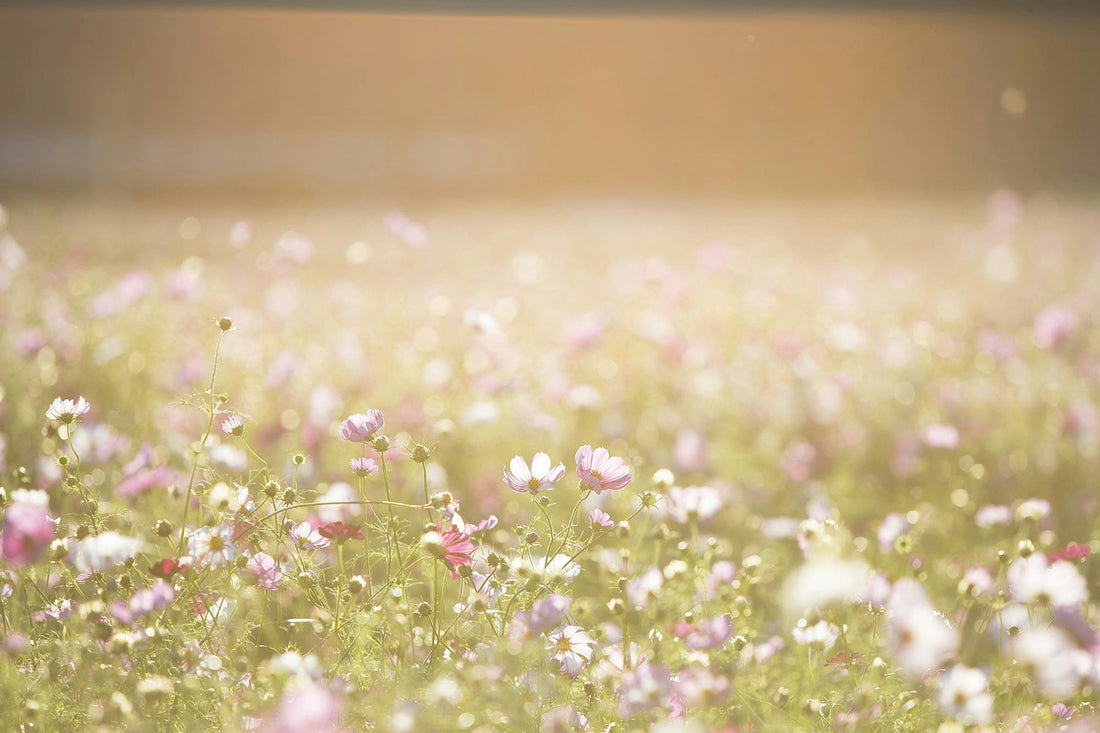 A Gardener’s Diary: The First Blooms of Spring and What They Teach Us