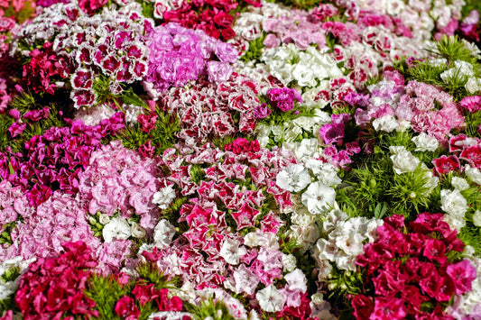 Unveiling the Symbolisms and Meanings of Carnation Flowers