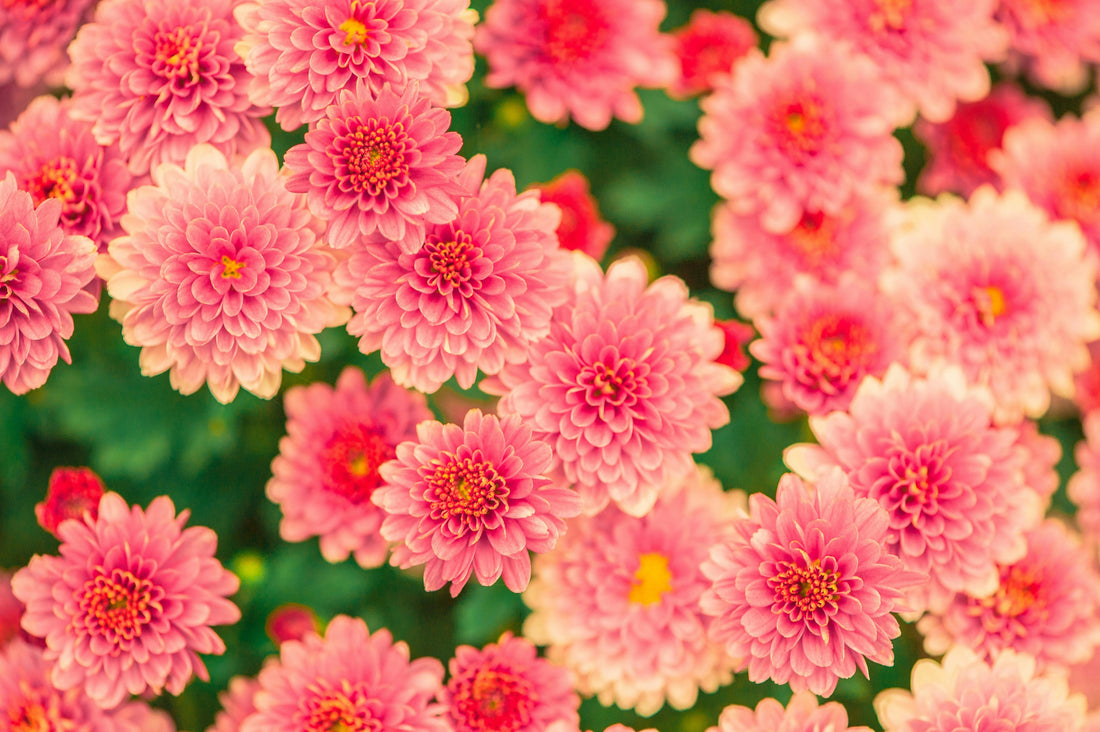 Fresh Starts and Fresh Flowers: Welcoming Someone to Their New Home