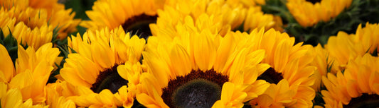 The Meaning of Sunflowers: A Symbol of Joy, Hope, and Loyalty