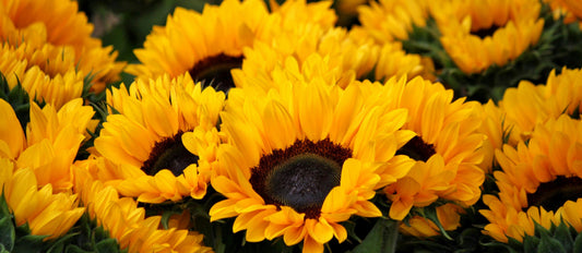 Yes, Real Men Appreciate Flowers on Father’s Day