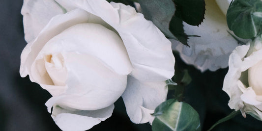 Sending Sympathy Flowers to Family When You Cannot Be There