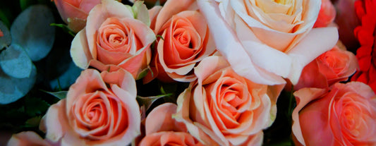 Roses for the Friend Who Feels Like Family
