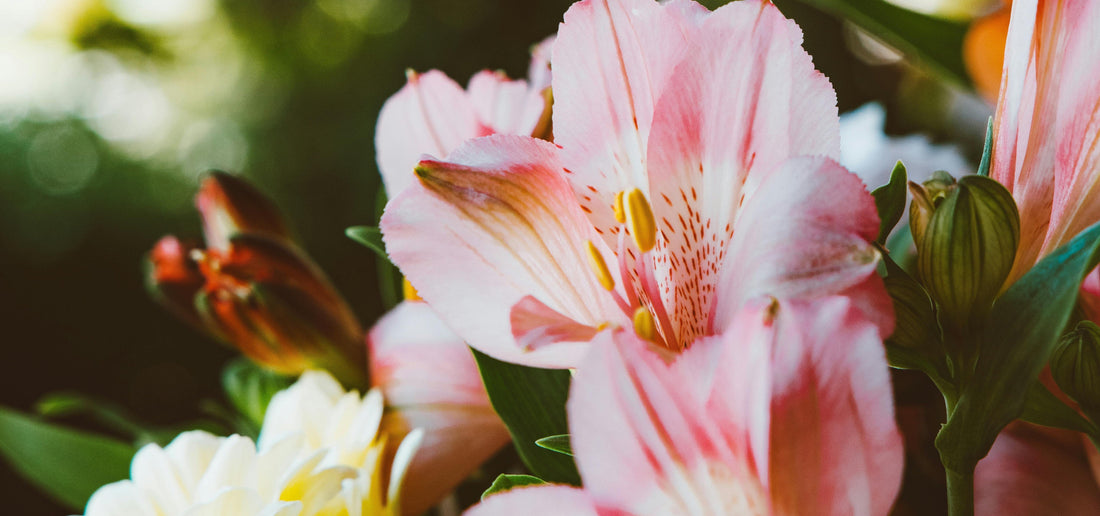 Daily Flowers, Daily Joy: How Fresh Blooms Support Your Routine