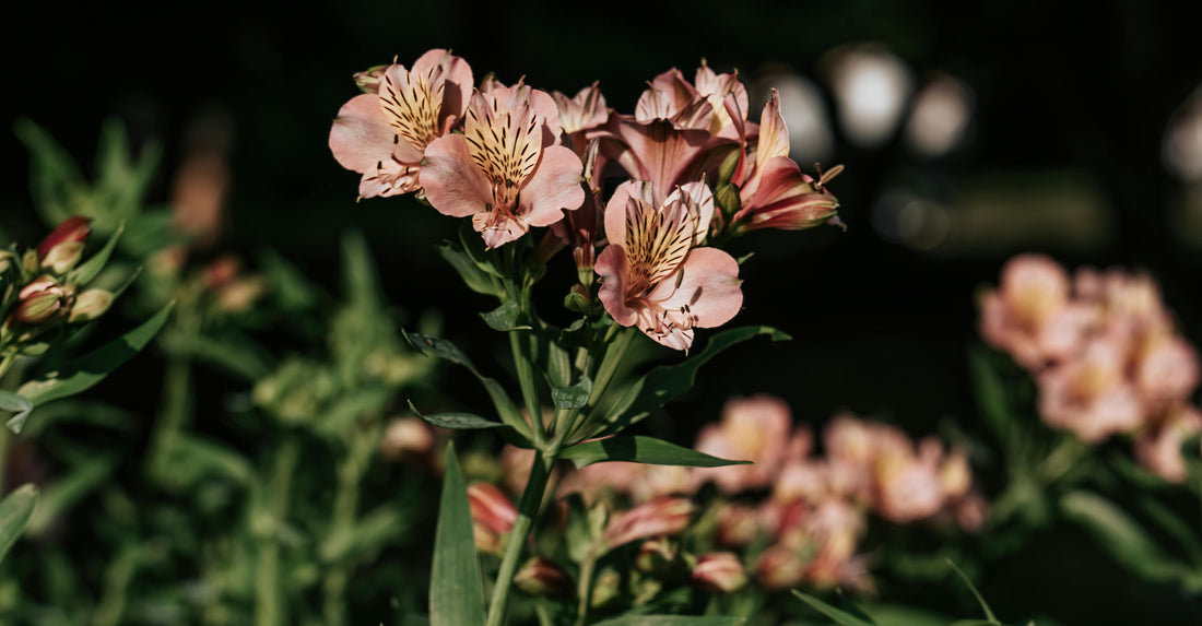 Celebrate Your Closest Friendships with Lilies