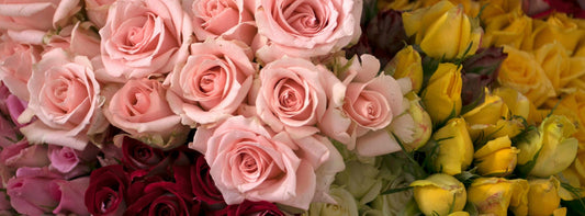 New Baby Flowers for Welcoming Rainbow Babies