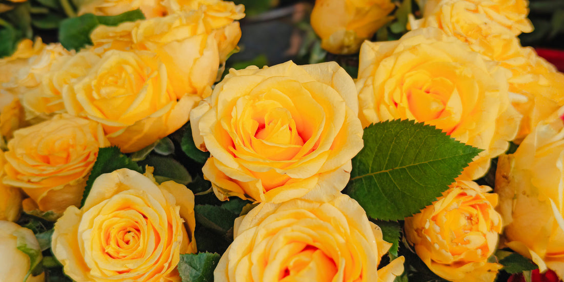 Congratulations Flowers for New Nurses Starting Their First Job