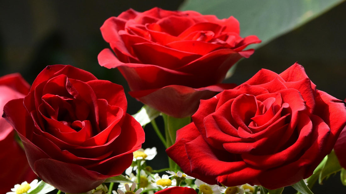 Luxury Roses for Weddings and Proposals That Feel Truly Special