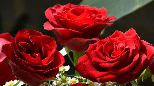 Luxury Roses for Weddings and Proposals That Feel Truly Special