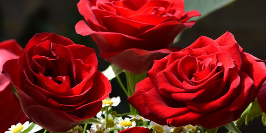 Congratulations Flowers for Newly Engaged Couples
