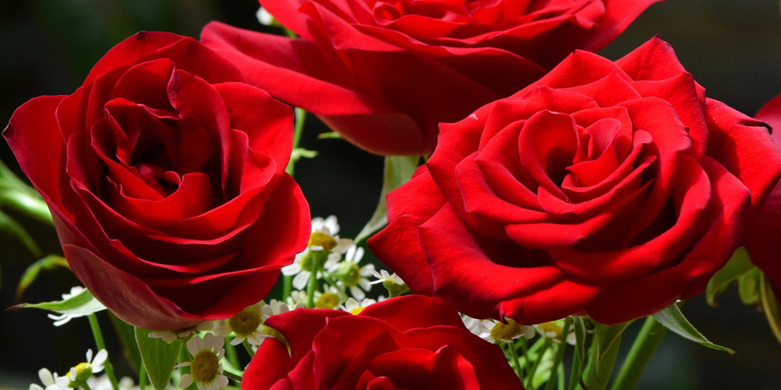 Sending Roses to Your Wife on Mother’s Day