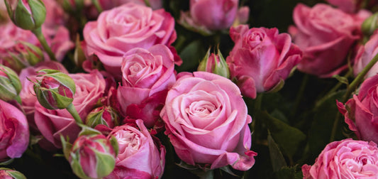 For the Woman Who Raised You