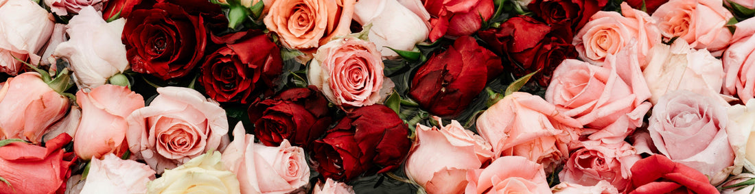 Why Valentine’s Day Roses Should Arrive as Buds, Not Blooms