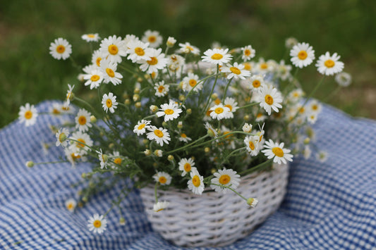 A Different Kind of Father’s Day Gift: Flowers in a Box