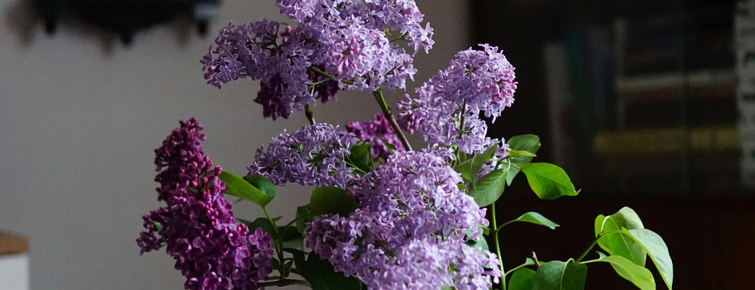 The Power of Everyday Flowers