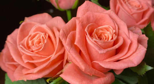 Why Sending Flowers in the Spring Just Makes Sense