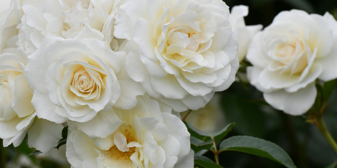 Congratulations Flowers for Brides When You Cannot Be at the Wedding