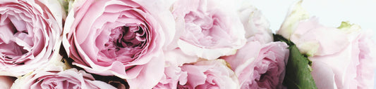 How to Choose the Perfect Roses for Every Occasion