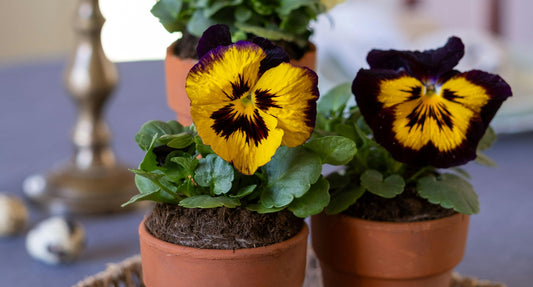 A Fresh Start: Sending Flowers for Their First Apartment or Dorm