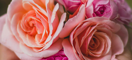 Roses for the Sister Who Knows You Best
