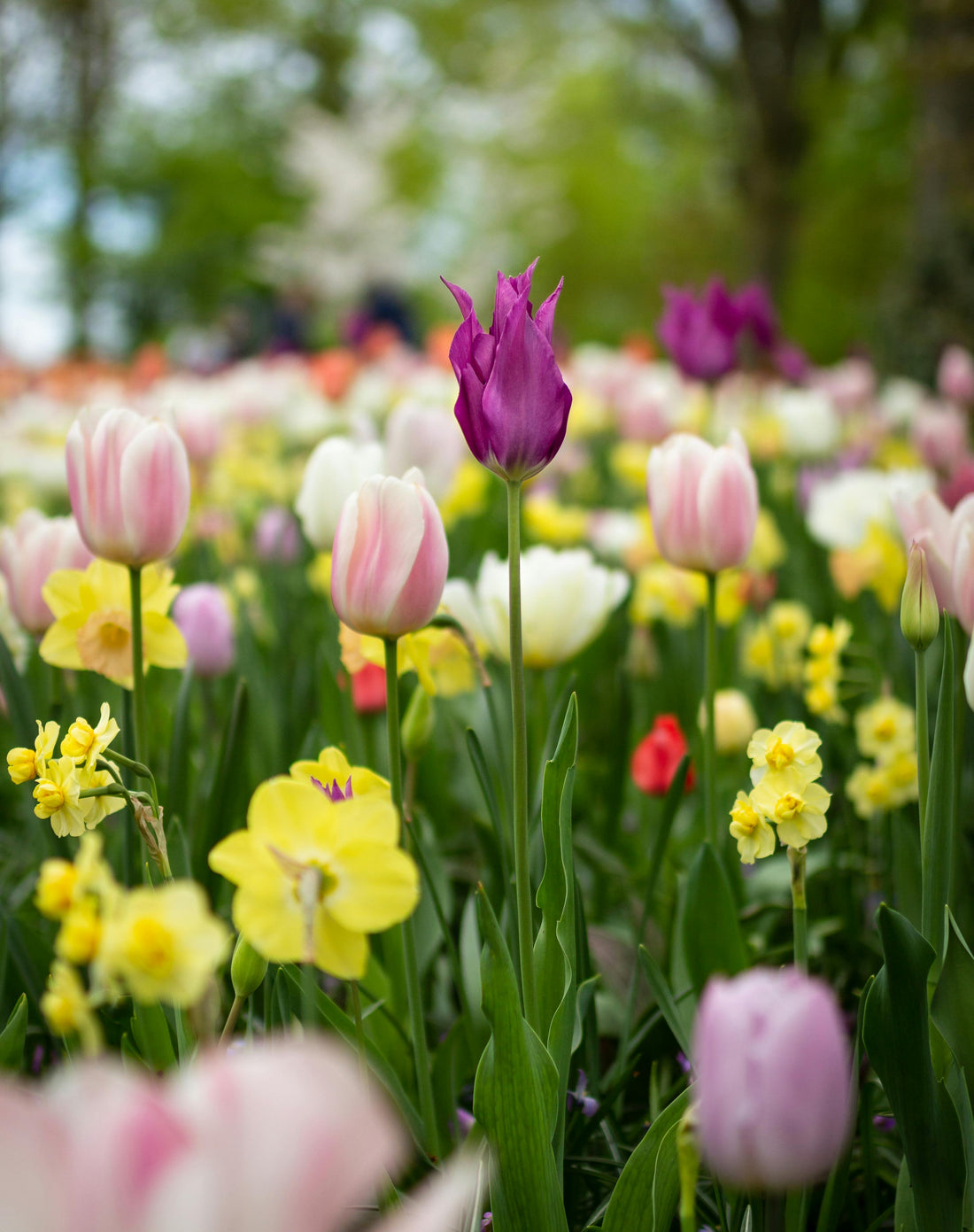 Why Cities Need More Flowers: The Unexpected Power of Fresh Blooms in Urban Life