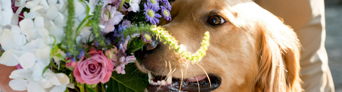 Pet-Friendly Flower Choices: Safe Blooms for Your Furry Friends