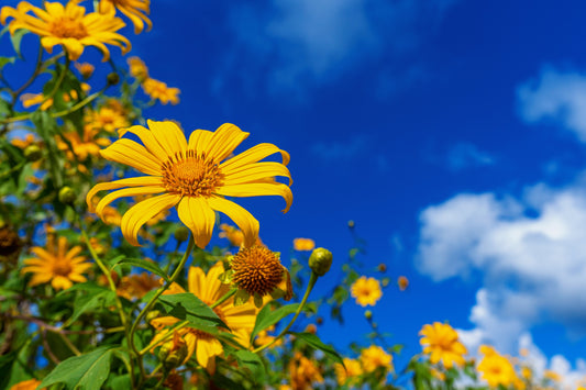 How to Keep Your Summer Flowers Fresh for Longer