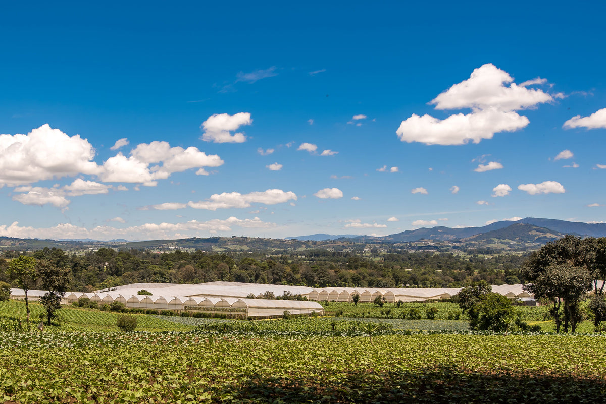 Vista de cultivos e invernaderos de Aquarossa Farms en Guatemala